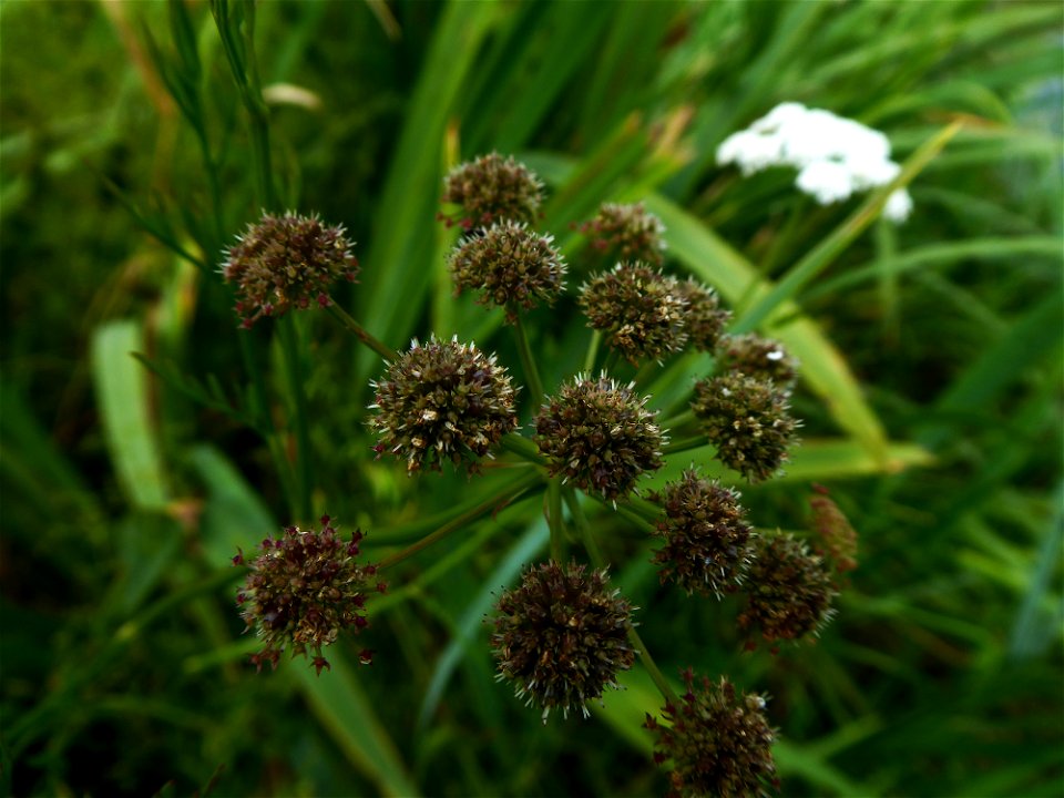 Oenanthe foucaudii Tess., 1884