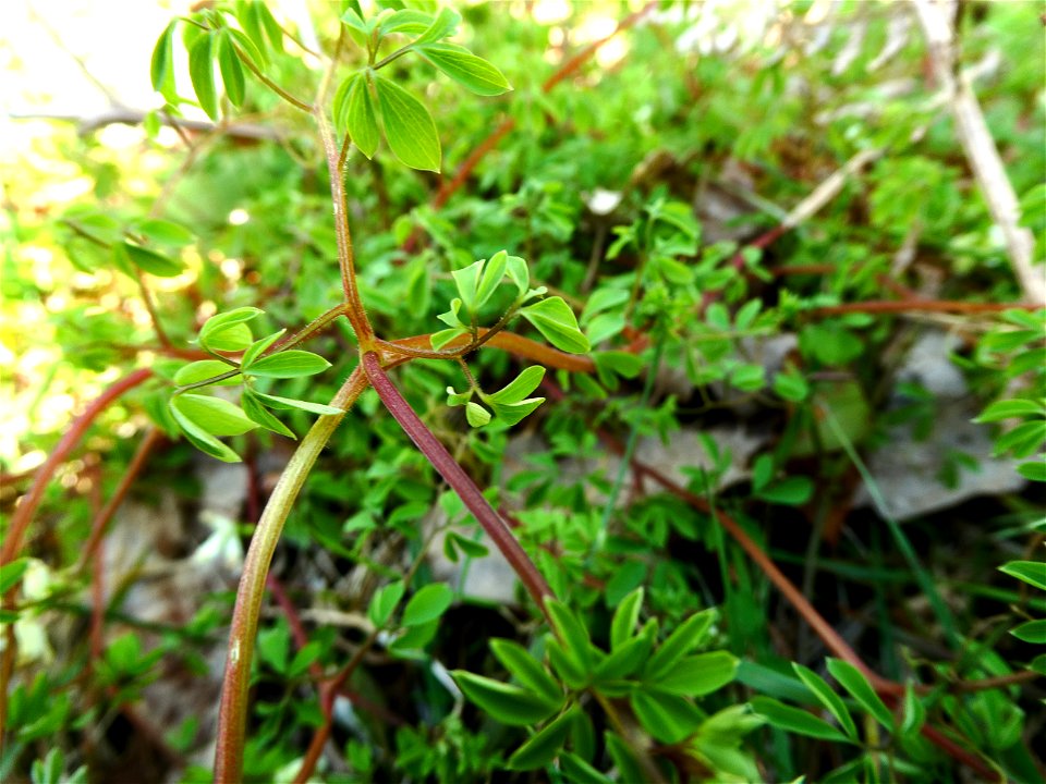 Ceratocapnos claviculata (L.) Lidén, 1984