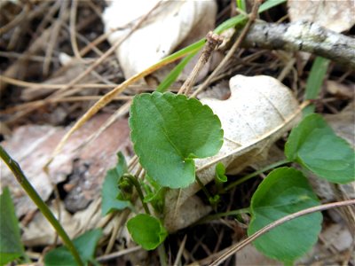 Viola riviniana Rchb., 1823