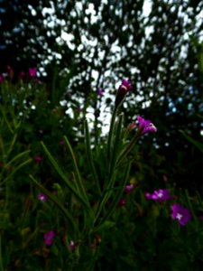 Epilobium hirsutum L., 1753
