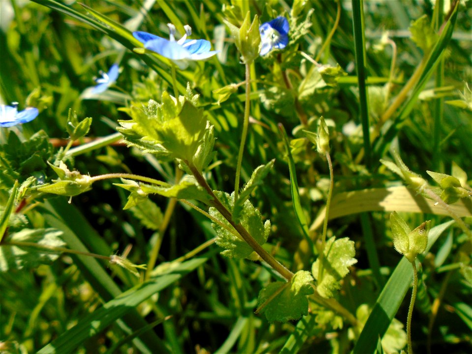 Veronica persica Poir., 1808