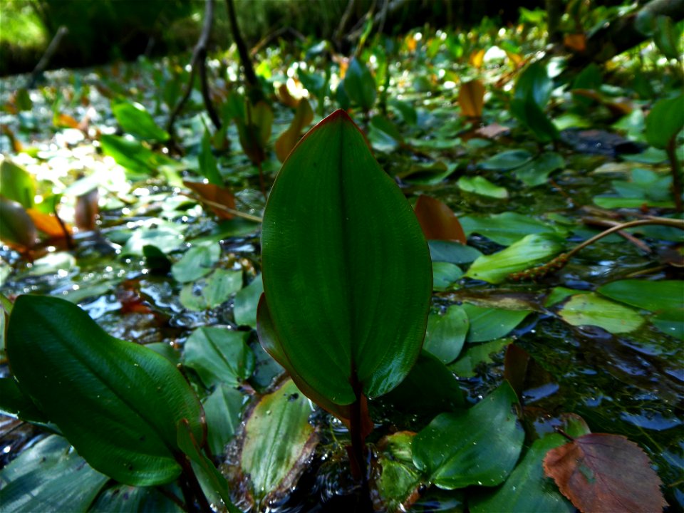 Potamogeton polygonifolius Pourr., 1788