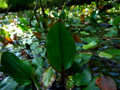 Potamogeton polygonifolius Pourr., 1788