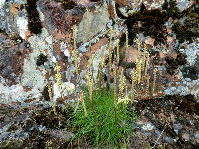 Plantago capitellata Ramond ex DC., 1805