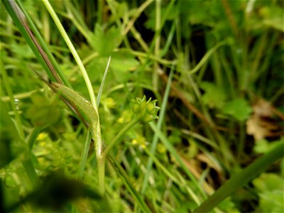 Ranunculus parviflorus L., 1758