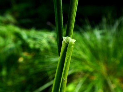 Carex paniculata L., 1755