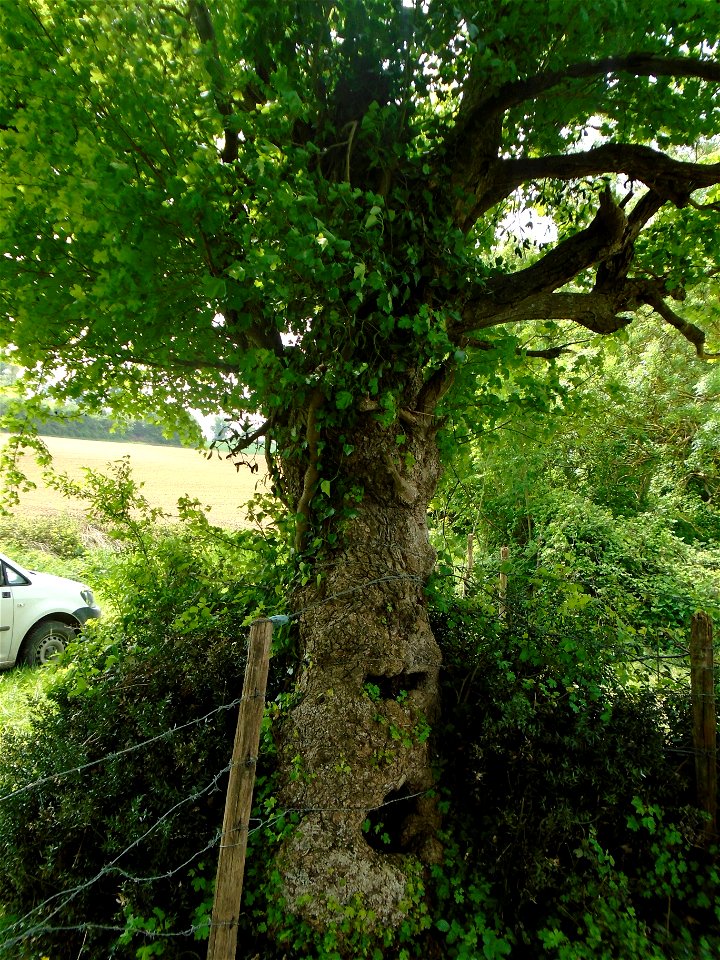 Acer campestre L., 1753