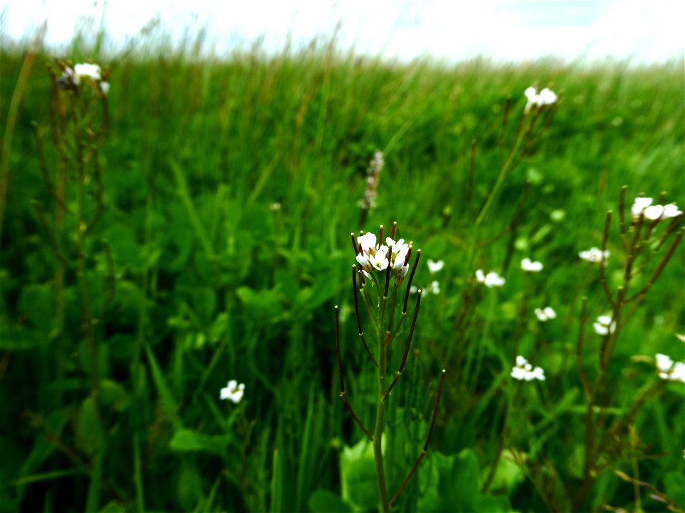 Cardamine parviflora L., 1759