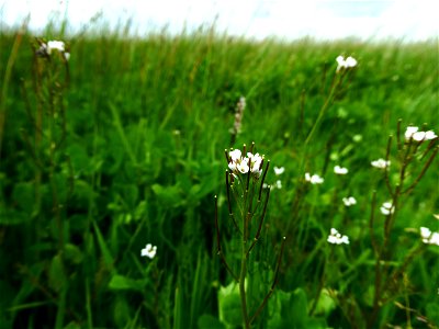 Cardamine parviflora L., 1759
