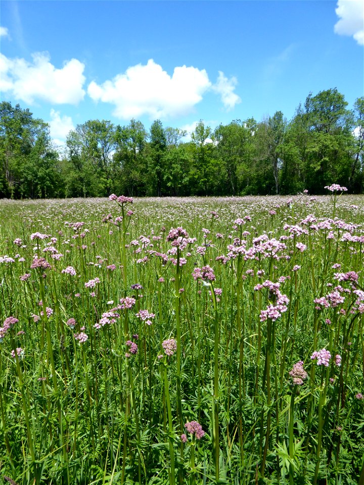 Valeriana officinalis L., 1753