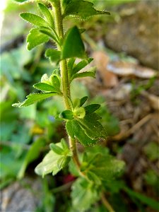 Veronica arvensis L., 1753