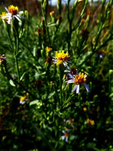 Tripolium pannonicum (Jacq.) Dobrocz., 1962