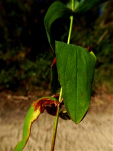 Hypericum montanum L., 1755