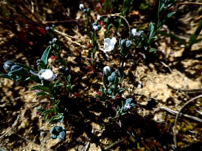 Omphalodes littoralis Lehm., 1818