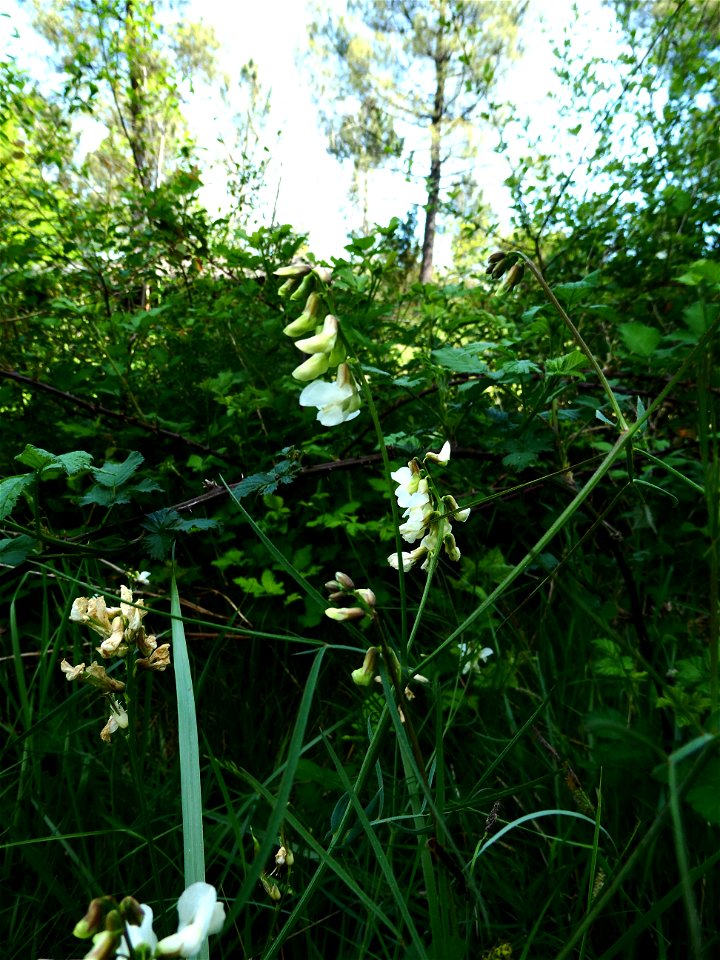 Lathyrus pannonicus (Jacq.) Garcke, 1863