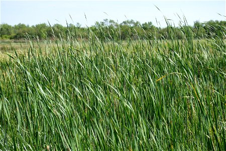 Typha angustifolia L., 1753