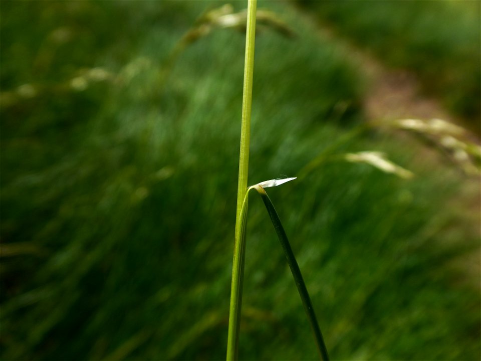Festuca eskia Ramond ex DC., 1805