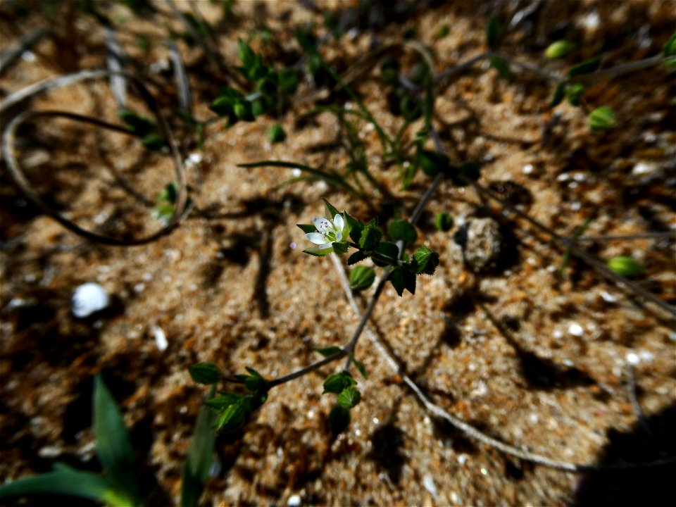 Arenaria serpyllifolia L., 1753