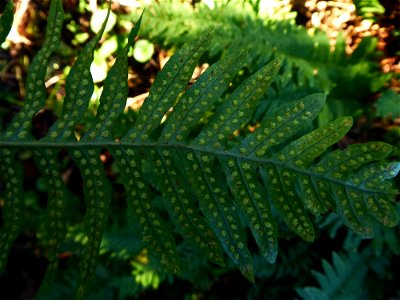 Polypodium L., 1753