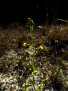Dittrichia graveolens (L.) Greuter, 1973