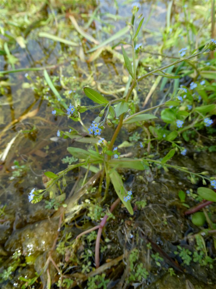 Myosotis sicula Guss., 1843