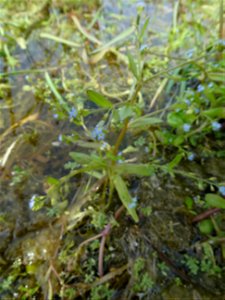 Myosotis sicula Guss., 1843