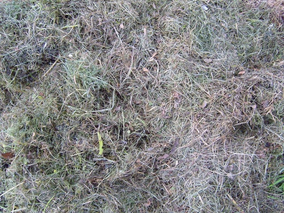 Ancient grass plants 