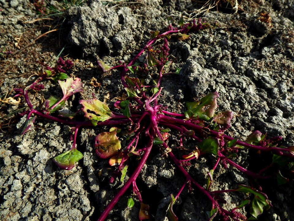 Oxybasis chenopodioides (L.) S.Fuentes, Uotila & Borsch, 2012