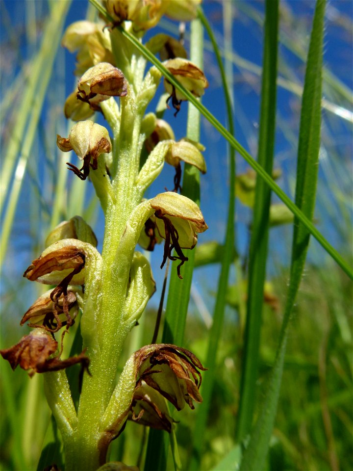 Orchis anthropophora (L.) All., 1785