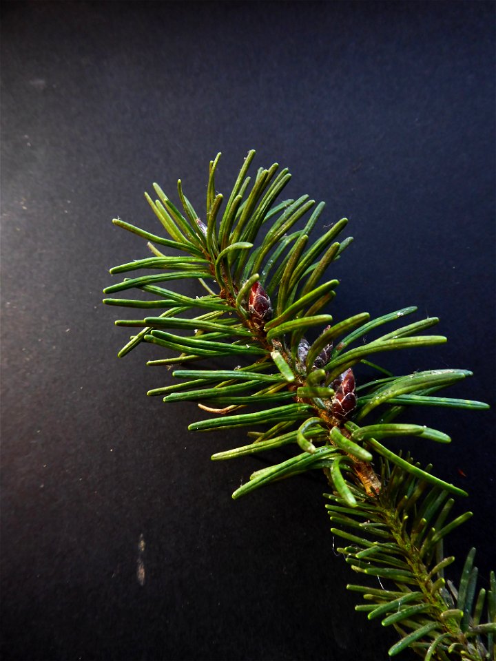 Pseudotsuga menziesii (Mirb.) Franco, 1950