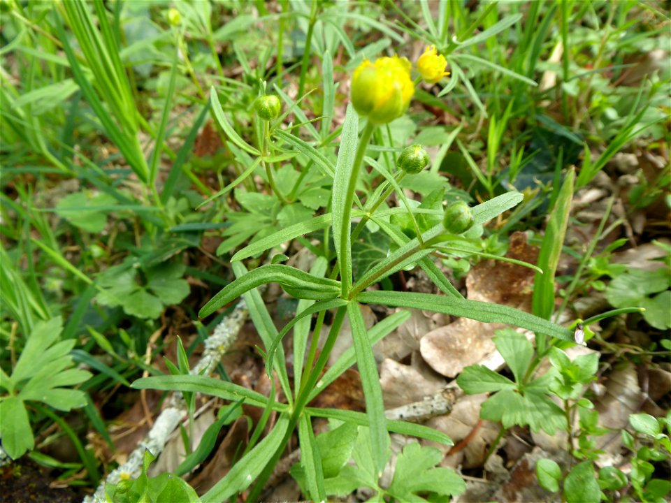 Ranunculus auricomus L., 1753