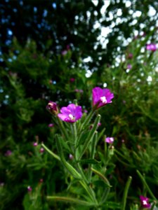 Epilobium hirsutum L., 1753