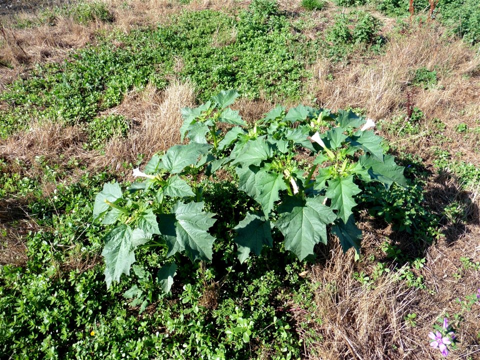 Datura stramonium L., 1753