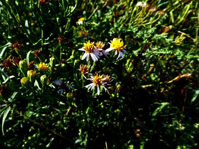 Tripolium pannonicum (Jacq.) Dobrocz., 1962