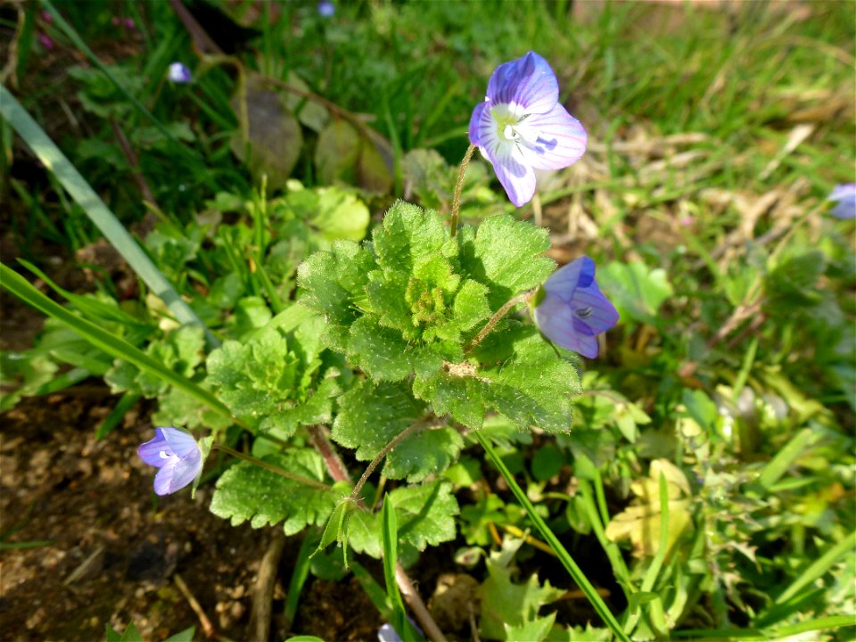 Veronica persica Poir., 1808