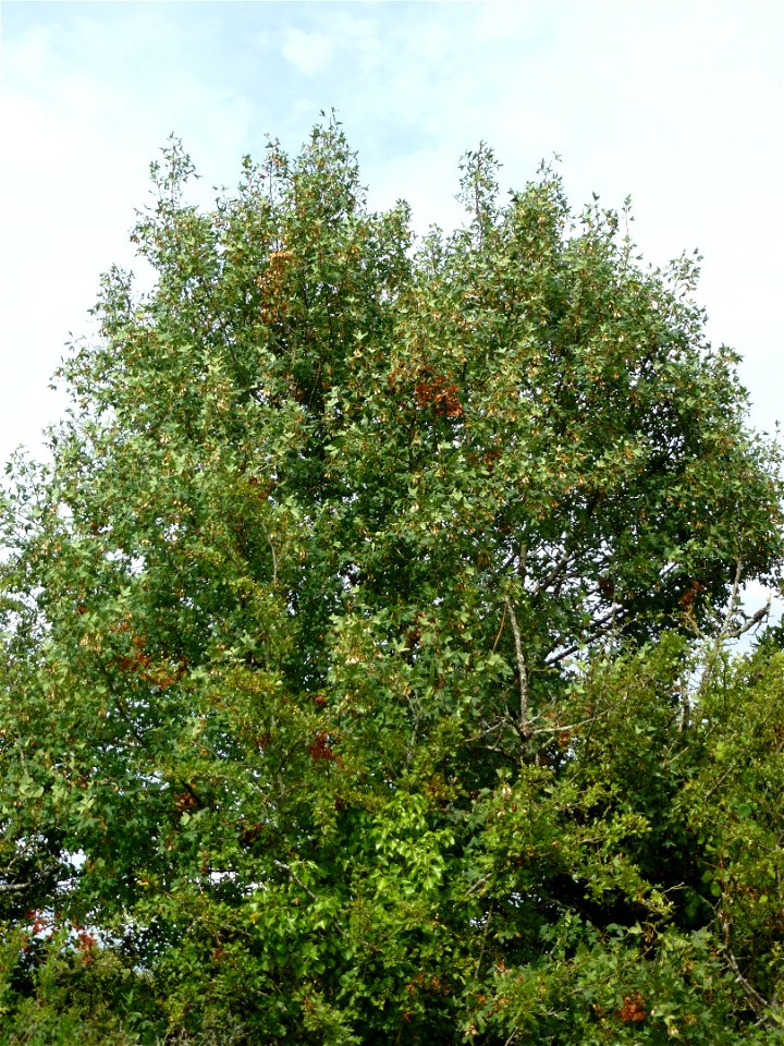 Acer monspessulanum L., 1753