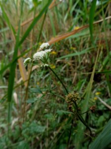 Oenanthe foucaudii Tess., 1884