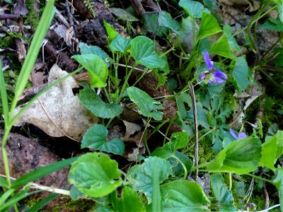 Viola odorata L., 1753