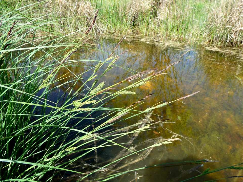 Carex elata All., 1785