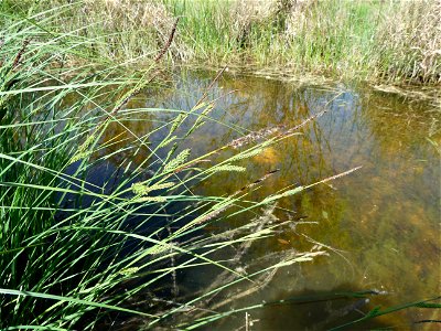 Carex elata All., 1785