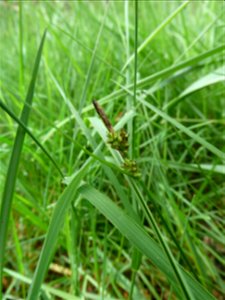 Carex caryophyllea Latourr., 1785