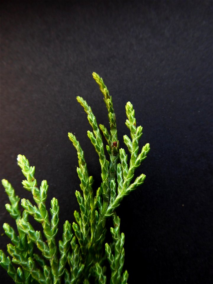 Cupressus macrocarpa Hartw., 1847