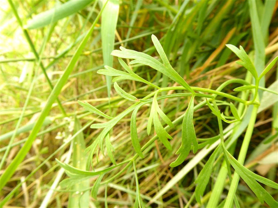 Oenanthe foucaudii Tess., 1884