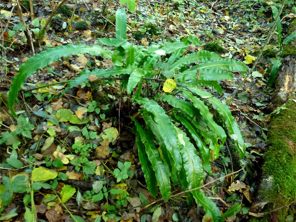 Asplenium scolopendrium L., 1753