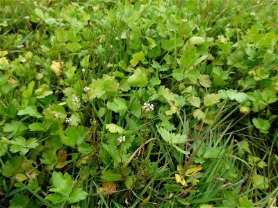 Cardamine parviflora L., 1759