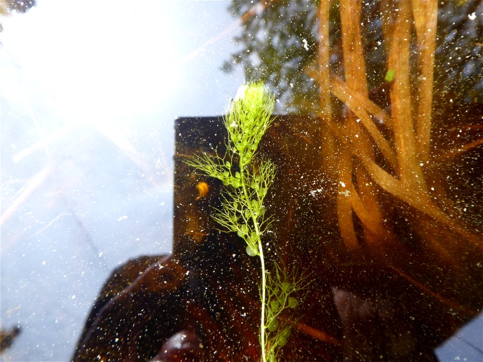 Utricularia australis R.Br., 1810
