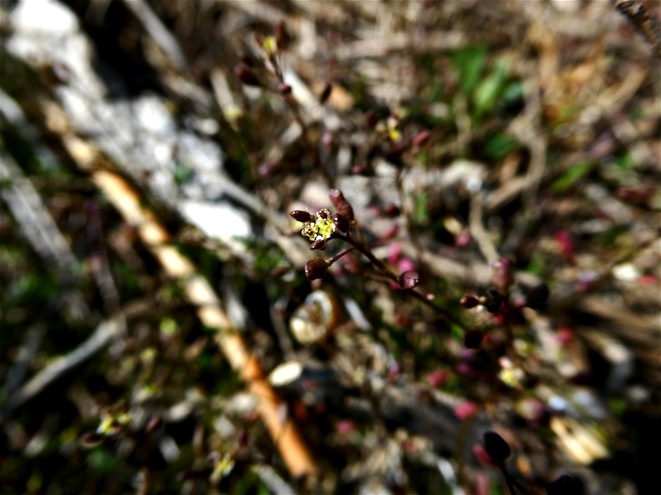 Hornungia procumbens (L.) Hayek, 1925