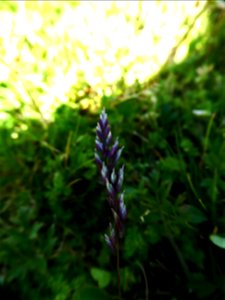 Poa bulbosa L., 1753
