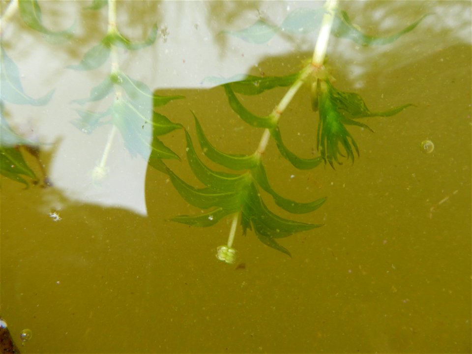 Groenlandia densa (L.) Fourr., 1869