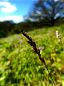 Poa bulbosa L., 1753